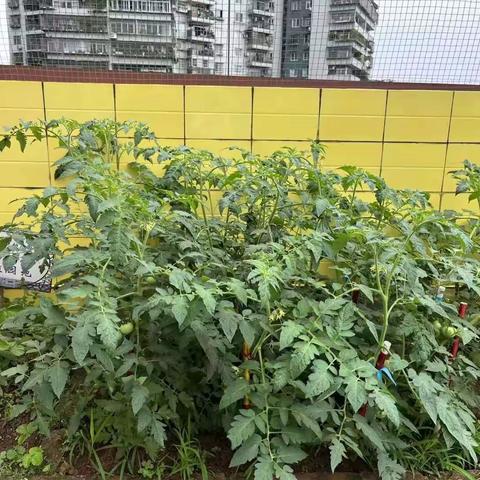 番茄熟了🍅