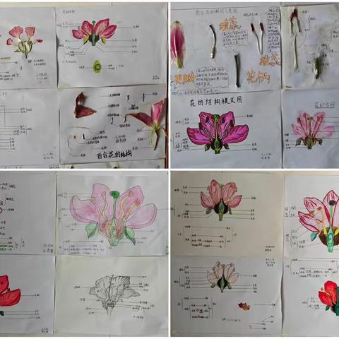 生物家庭作业——解剖花与绘制花的结构示意图