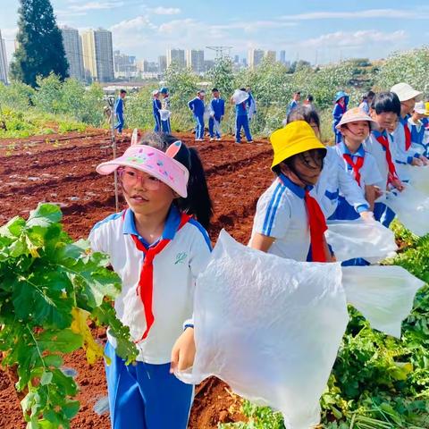 秋“逸”盎然，“果”然有趣——-2023年三（2）班秋季研学记