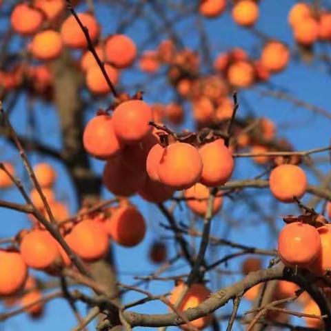 🍂多彩秋日，“柿”目以待～🏠玉山县横街中心幼儿园🏠《柿子红了》主题活动