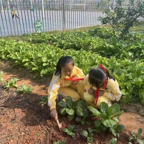 走近霜降节气，感受劳动之乐——赣州市沙河中心小学莎莎河河新时代文明实践点六年级劳动周