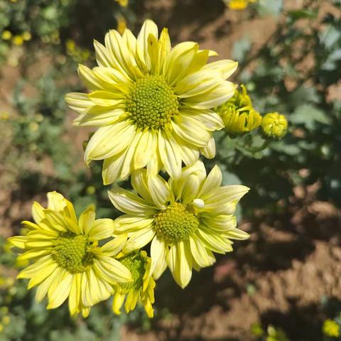 济南市园林和林业科学研究院菊花品种赏析