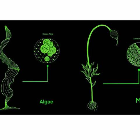 大自然中寻植物，小课堂内求真知﻿ ——章贡区初中生物学科七年级教学观摩活动