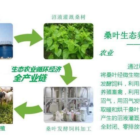 长治桑叶猪养殖合作社