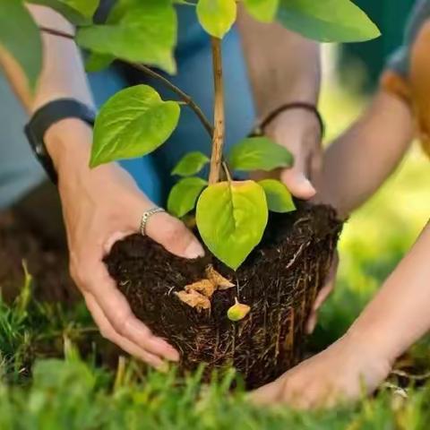 三月春风至，植绿正当时 ﻿——贾庄中学植树节活动