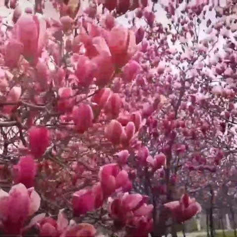 相约春天