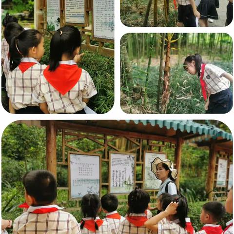 探寻“竹”记 ——探竹之韧性   悟竹之精神