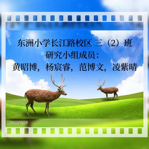 项目式研学﻿国宝探秘：梅花鹿🦌