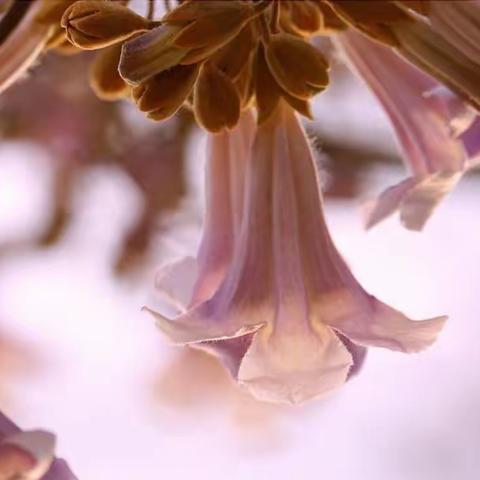 桐花