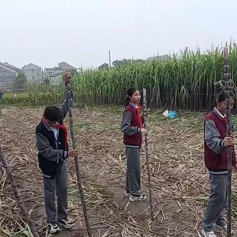 满身是泥，才能满眼是光 ——秋季研学之旅