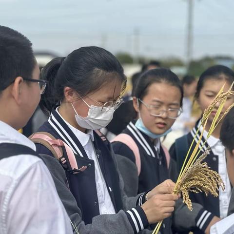 秋阳杲杲   享乐其“种” 记淮阴中学开明分校初一（3）班农耕系列活动