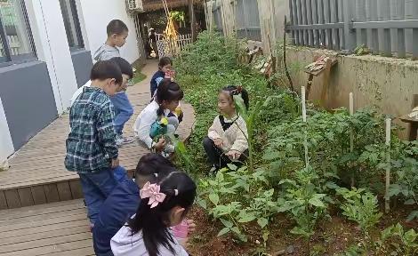 银幼班本种植故事分享系列活动（九）——我们的种植园