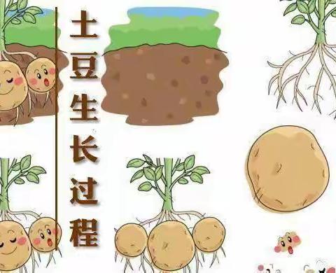 《呀！土豆🥔》