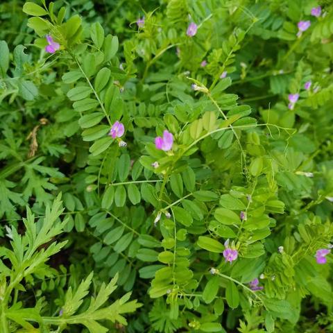 舌尖上的春滋味 ——美味的野豌豆花