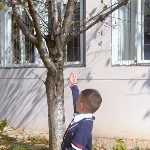 幼儿园的树——樱花树