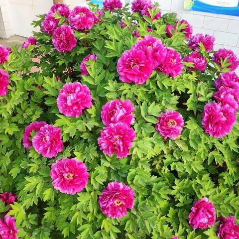 天热脚气复发有良方