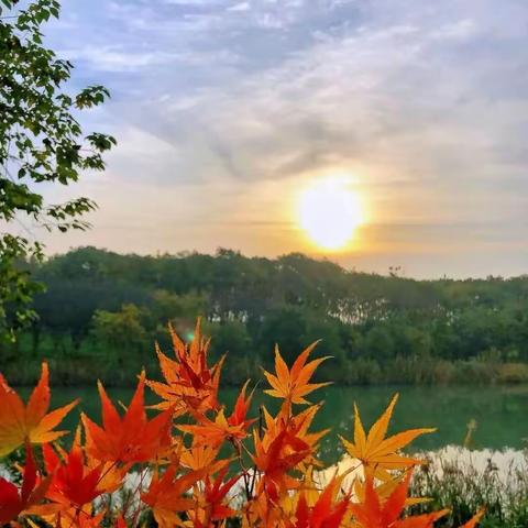 聪明树大型秋天户外活动之留住秋天—秋天的树叶🍂