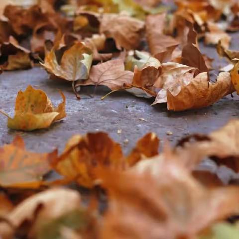 寻找幼儿园里的秋天🧐—盘车沟社区幼儿园