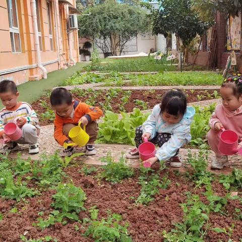 我们的种植园地——豌豆成长记《豆趣横生》