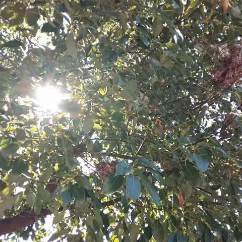 新桥中学第45届秋季田径运动会