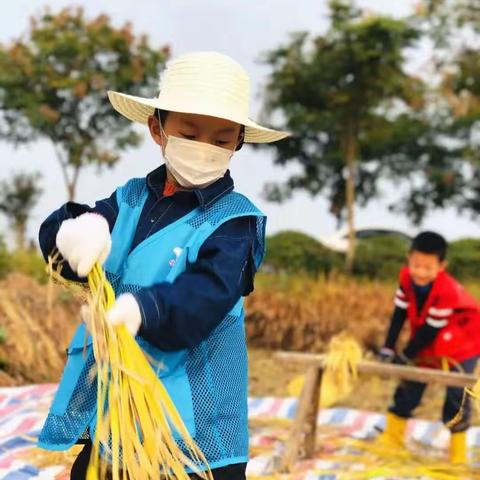 周末半天|走进宋代农书诞生地，收稻、打谷、扎稻草人、挖红薯、DIY祈愿瓶