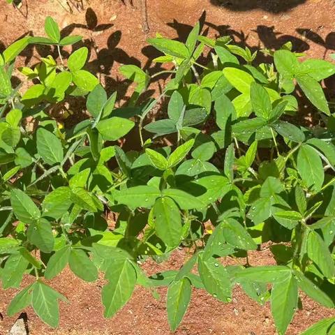 初秋之约·“植”得期待——大一班秋季种植活动（三）黄豆苗移植记