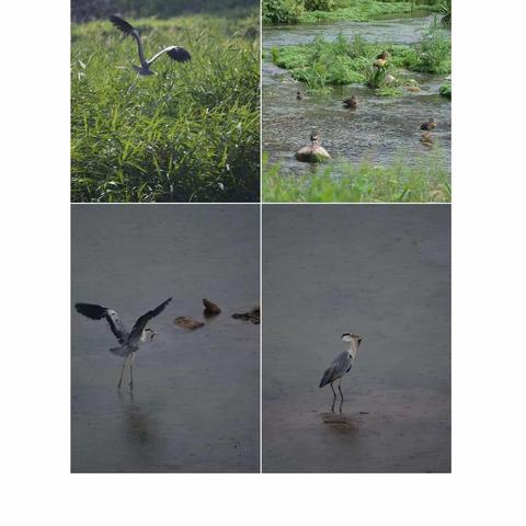 【生态环境】邯郸市生态环境局涉县分局生物多样性保护倡议书