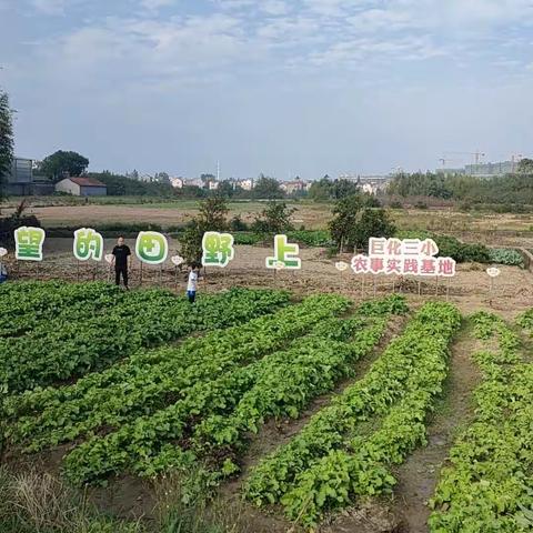 这所好玩的学校，有点“田”——巨化三小二（2）“欢乐小菜园”劳动实践活动