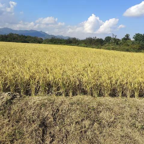 22计应一飞思农庄劳动实践