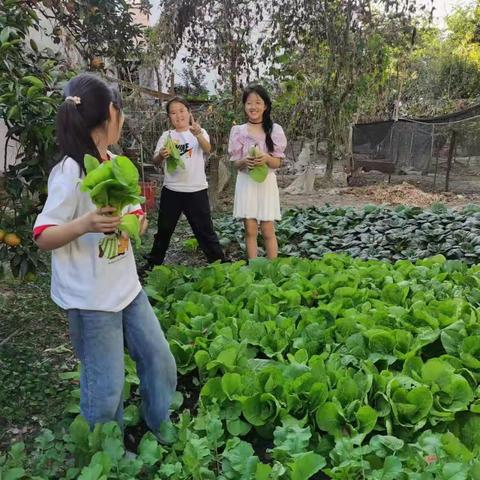 来徐锐婷老家体验采摘乐趣