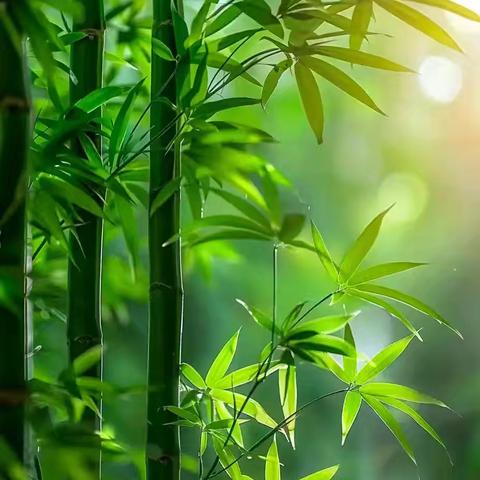 一起“趣”运动——镇巴县班城幼儿园大二班班本课程故事