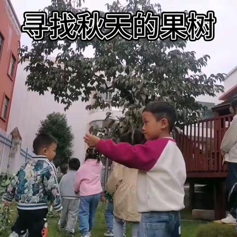 《幼见柿子》                                             小三班班本课程