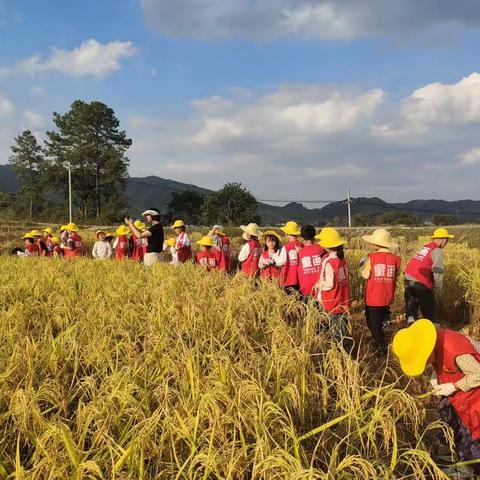 会昌童画 稻田时光会.秋收研学活动