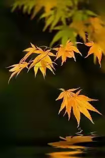 清秋有梦，叶落成诗——巴彦县万发镇中心学校劳动教育之叶贴画纪实