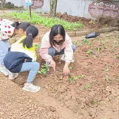 “劳动伴我行，教育净心灵”—洪山镇小学教联体龙泉校区二年级劳动教育记实