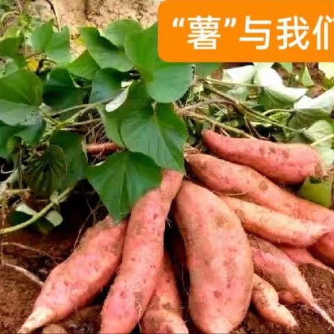 开心农场趣事——“薯”与我们的甜蜜