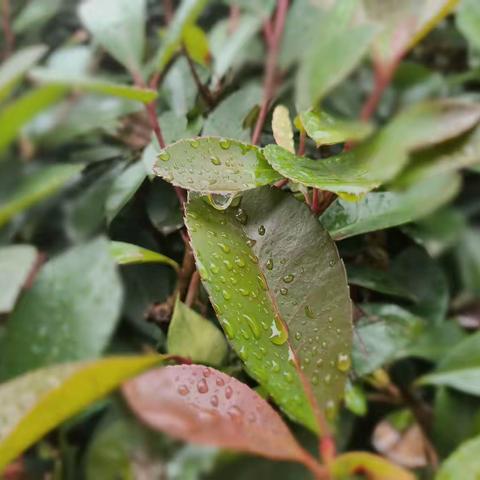 雨后的张院