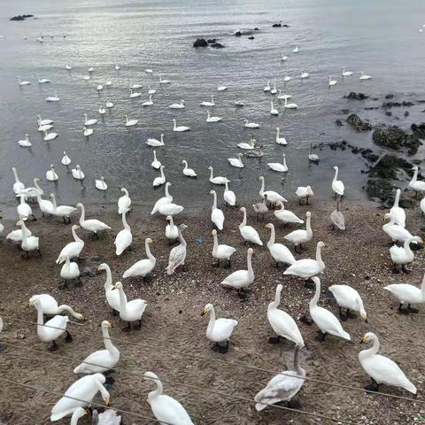 天鹅湖研学记