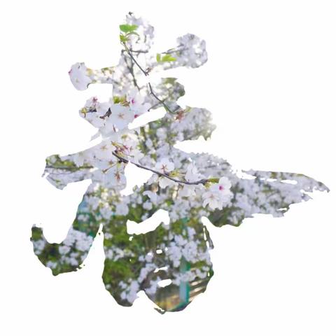 春色满园：武汉香草伊甸园梦幻游