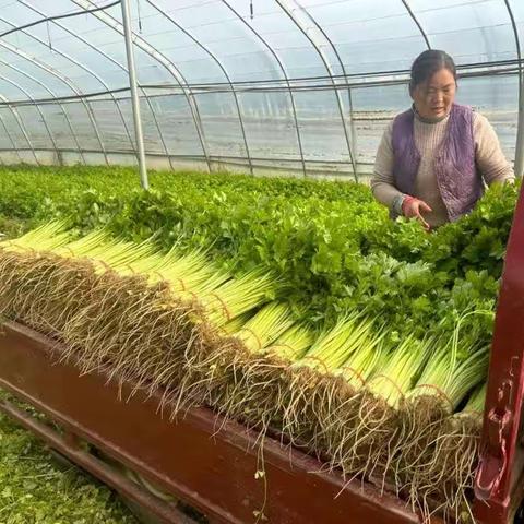 抢抓蔬菜销售，确保菜农增收