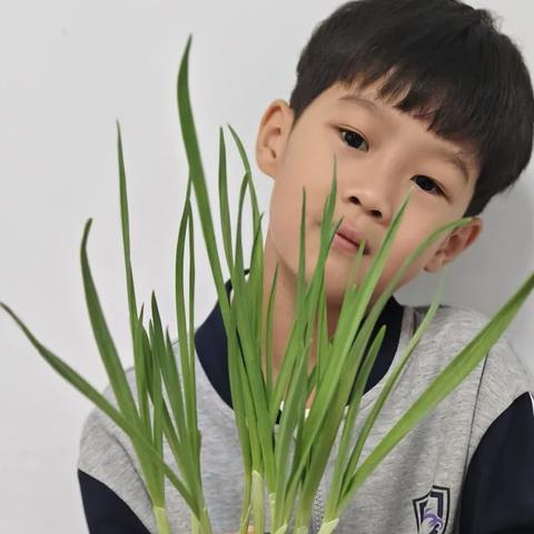 大蒜水培—生命不止生长不息