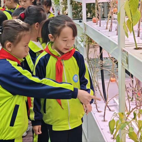 大棚拾秋趣    果蔬见成长  ——光华小学智慧大棚劳动采摘实践活动