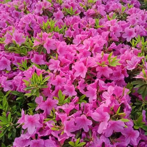 落花无言人淡如菊的美篇