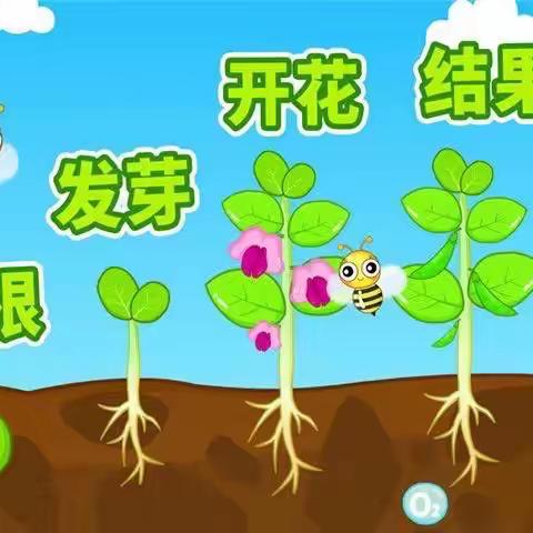 小小种子    创意无限——关门山幼儿园种子粘贴画主题活动