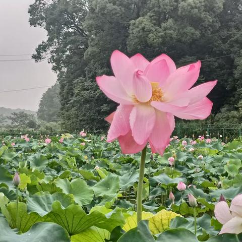 【高兴校园】“双减”实践我先行，红领巾“荷”你有约——长沙县北山镇高兴小学劳动实践活动