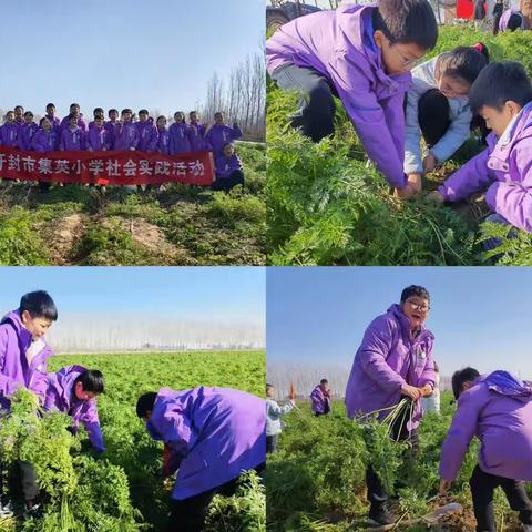 快乐采摘，收获喜悦——开封市集英小学迎“小雪”社会实践活动