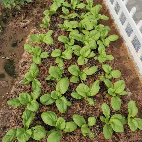 遇见更美好的自己——椰博小学第七周实习周记