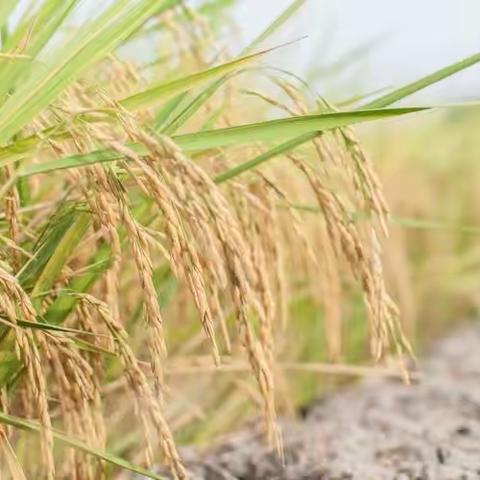 【彭高镇水木菁华幼儿园】中一班班本课程——风吹稻香