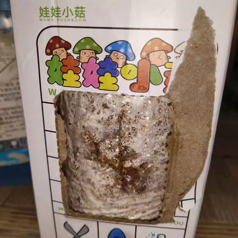 娃娃小菇观察日记