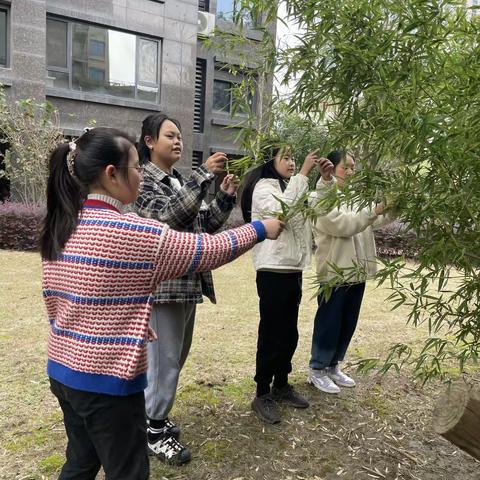 闻道有先后    “树叶”有专攻                     ———小蜜蜂班“树叶中的比”数学跨学科项目化学习